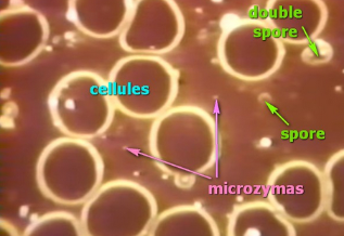 microzymacellules